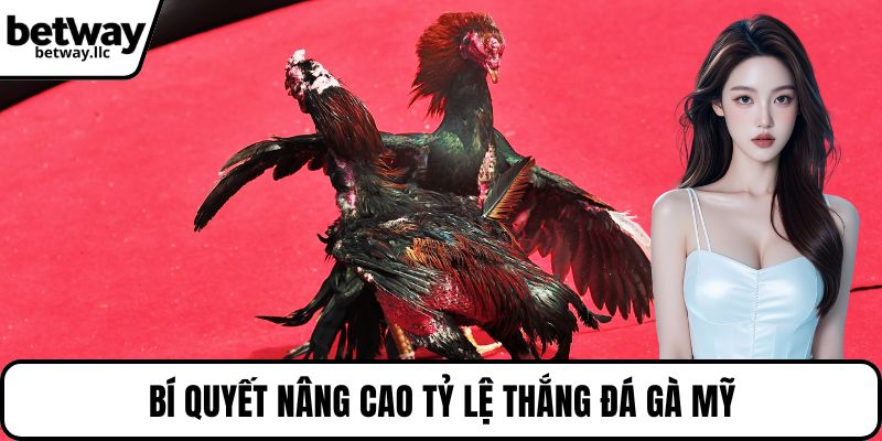 Bí quyết nâng cao tỷ lệ thắng đá gà mỹ