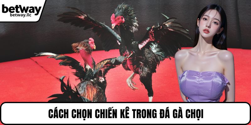 Cách chọn chiến kê trong đá gà chọi