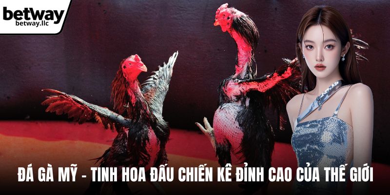 đá gà mỹ