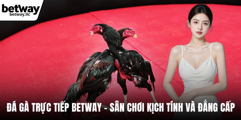 Đá gà trực tiếp BETWAY
