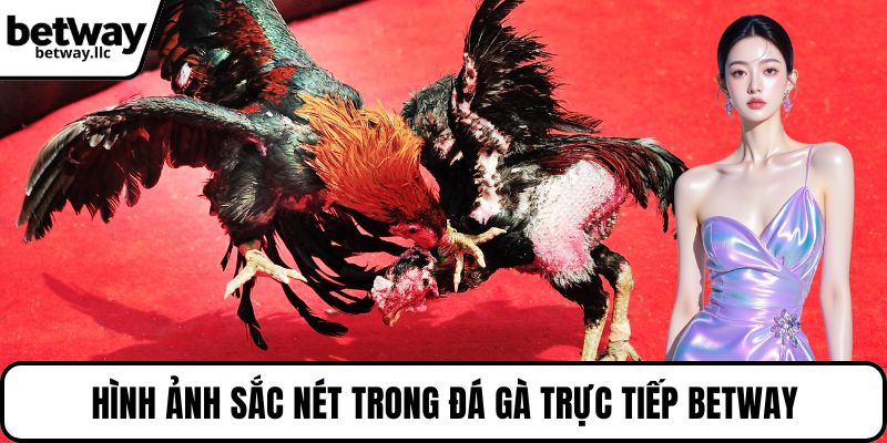 Hình ảnh sắc nét trong đá gà trực tiếp BETWAY