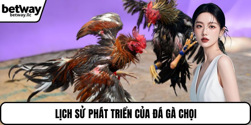 Lịch sử phát triển của đá gà chọi