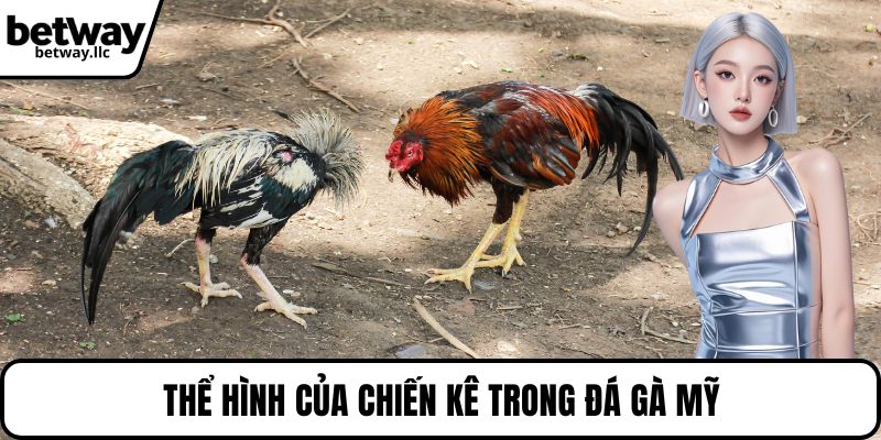 Thể hình của chiến kê trong đá gà mỹ