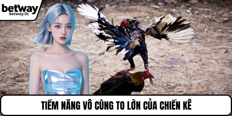 Tiềm năng vô cùng to lớn của chiến kê