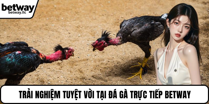 Trải nghiệm tuyệt vời tại đá gà trực tiếp BETWAY